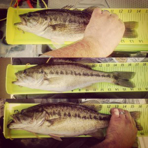 Fish on a measuring board.
